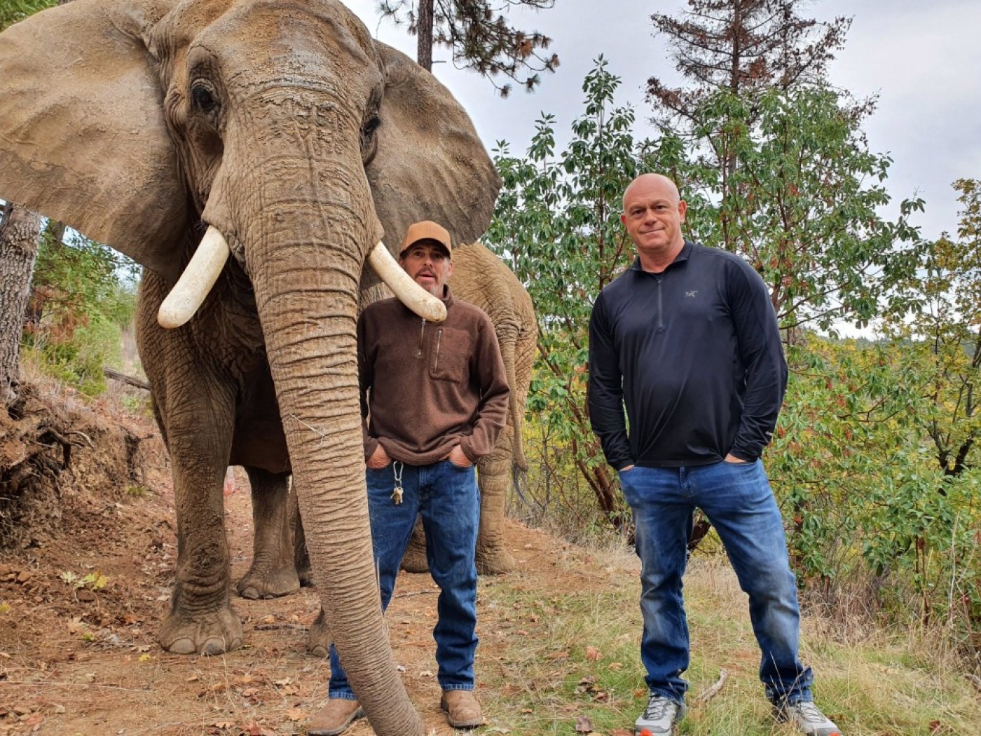 From Rare Tv Ltd SEARCHING FOR MICHAEL JACKSONS ZOO WITH ROSS KEMP Wednesday 27th April 2022 on ITV Pictured: Ross Kemp (right) with Elephant Trainer Josh And one of Michael Jacksons Elephants called Baba Ross Kemp sets out to track down some of the dozens of animals once owned by pop star Michael Jackson at his Neverland ranch, including giraffes and elephants - many of whose whereabouts have been unknown since the singer?s death in 2009. On a road trip that takes him from the west to east coast of America, Kemp meets former Neverland employees who describe Jackson as an animal lover and conservationist. But the presenter discovers disturbing new information about the sourcing of the animals, how they were treated in Jackson?s care and where they ended up when Neverland closed. On his journey Kemp also explores the booming trade in exotic wild animals still kept as pets across the United States. (C). Rare Tv Ltd For further information please contact Peter Gray Mob 07831460662 / peter.gray@itv.com This photograph is (C) Rare Tv Ltd and can only be reproduced for editorial purposes directly in connection with the programme SEARCHING FOR MICHAEL JACKSONS ZOO WITH ROSS KEMP or ITV. Once made available by the ITV Picture Desk, this photograph can be reproduced once only up until the Transmission date and no reproduction fee will be charged. Any subsequent usage may incur a fee. This photograph must not be syndicated to any other publication or website, or permanently archived, without the express written permission of ITV Picture Desk. Full Terms and conditions are available on the website www.itvpictures.com